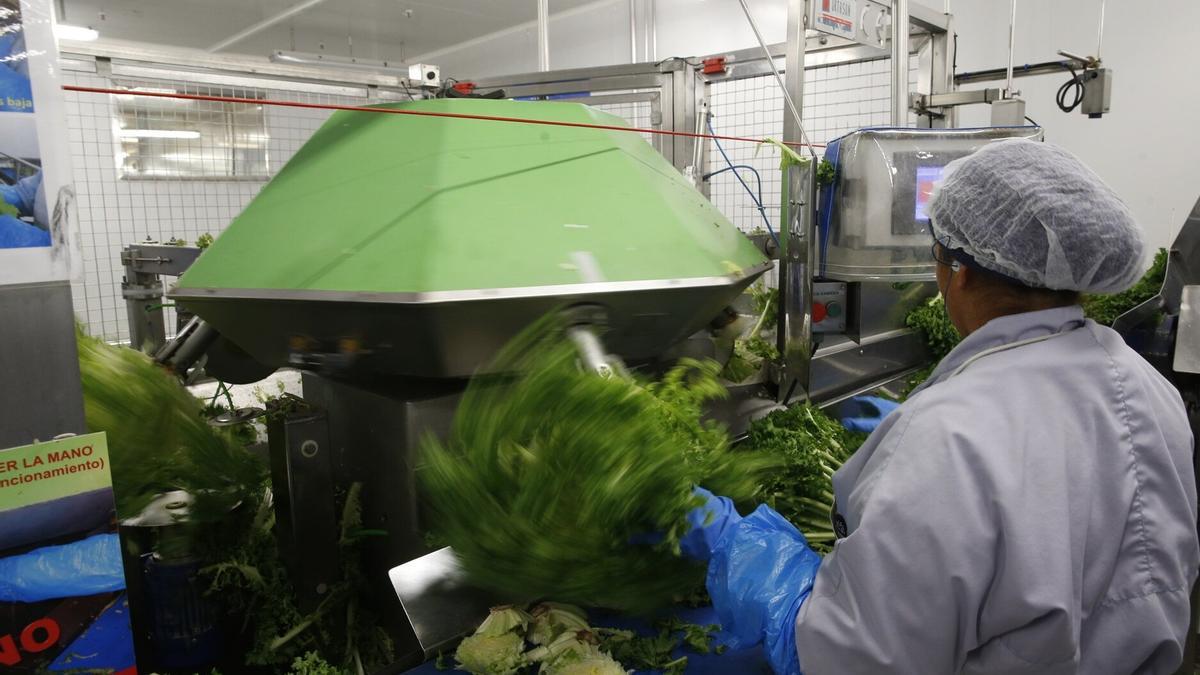 Una trabajadora en una empresa agroalimentaria.