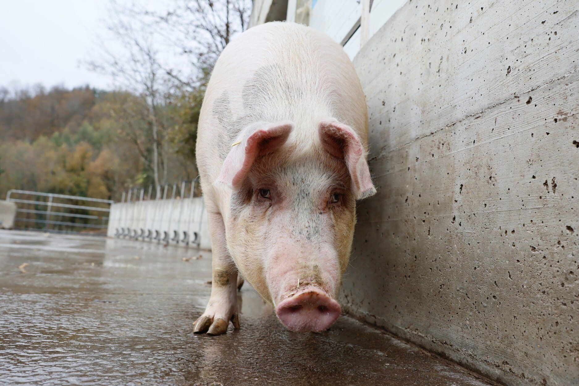 Poxpolin, la cerda de Santo Tomas 2025