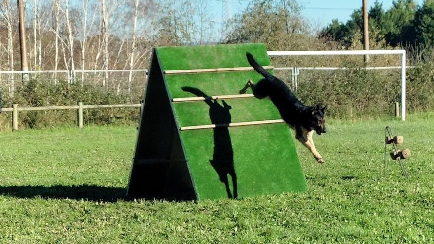 Ortuella sitúa a tres perros en la final estatal de la prueba de trabajo