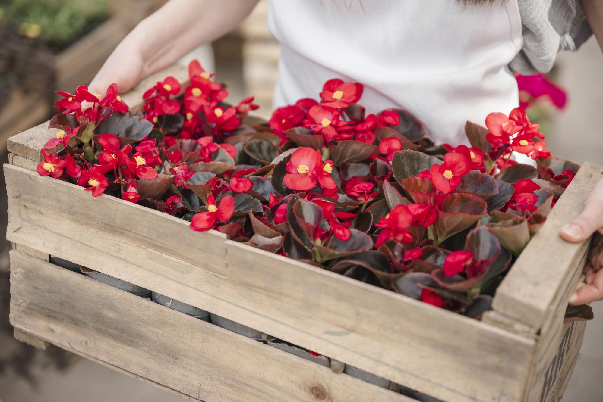 Planta de begonia