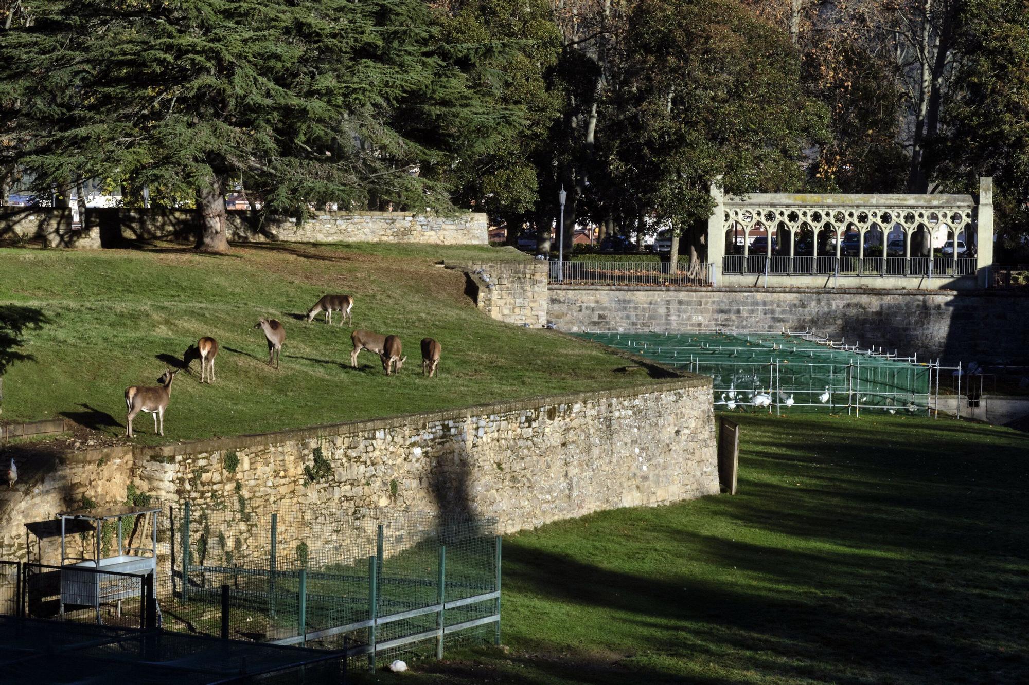 Las medidas contra la gripe aviar en la Taconera de Pamplona