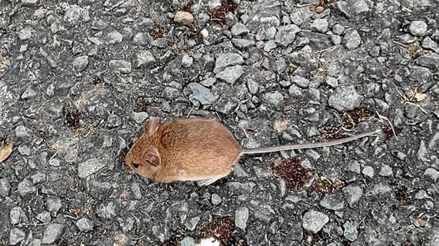 Confirmados 11 casos de tularemia en Navarra durante 2025