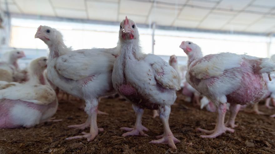 Acaba el confinamiento de aves de corral en Navarra, con excepciones