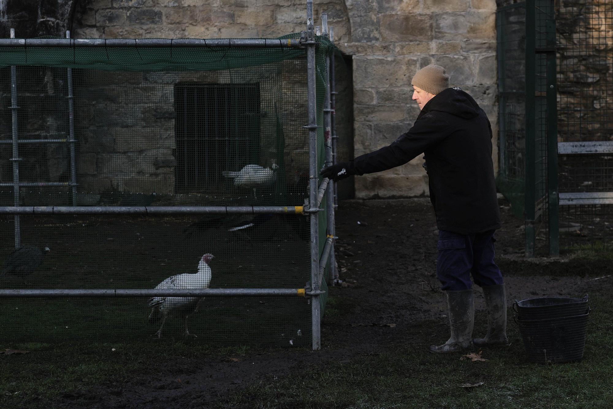 Las medidas contra la gripe aviar en la Taconera de Pamplona