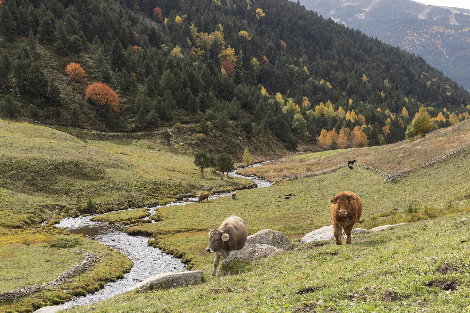 Paisaje otoñal en vall d'Incles.