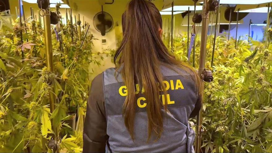 Desmantelada una plantación de marihuana con 2.000 plantas en una nave de Noáin