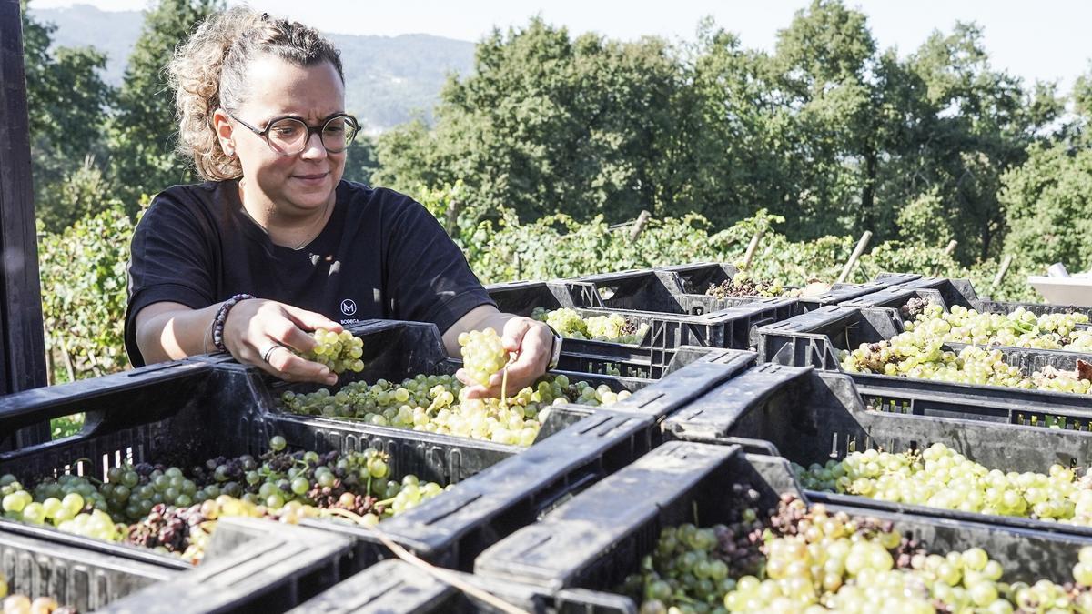 Haizea Aretxabaleta analiza el productor recogido por la Bodega Magalarte