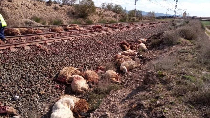 Un tren Alvia de Pamplona a Madrid arrolla a un centenar de ovejas cerca de Cortes