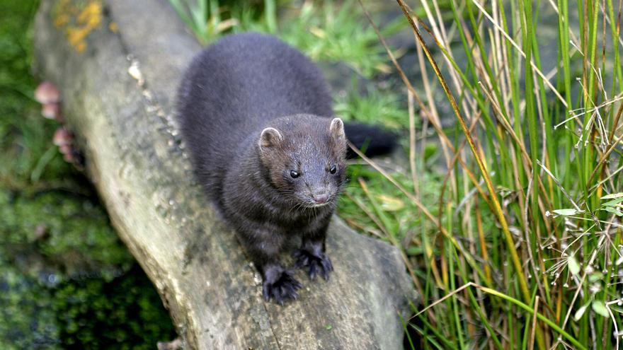 Nafarroa, refugio clave para el visón europeo: SOS por la "situación crítica"