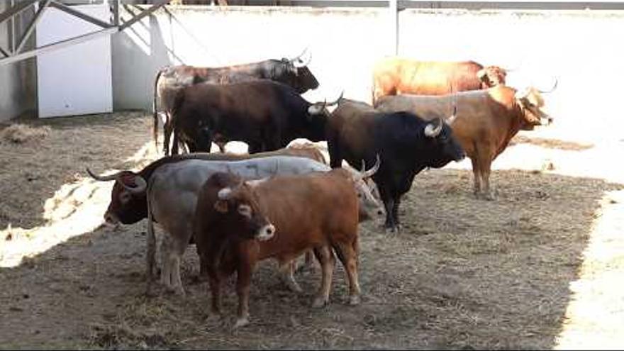 Presentación de la Feria del Toro de San Fermín 2026, en directo