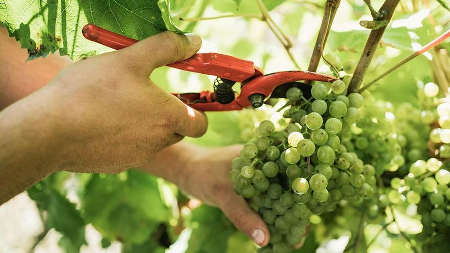 La vendimia de txakoli se adelanta al 15 de septiembre