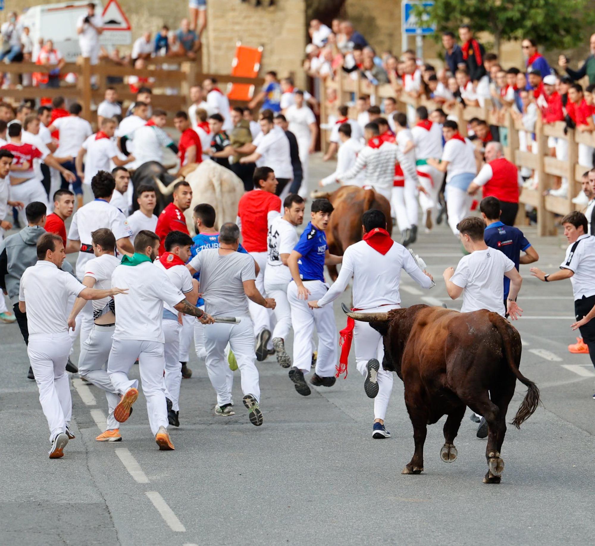 Fotos del quinto encierro de las fiestas de Tafalla 2025