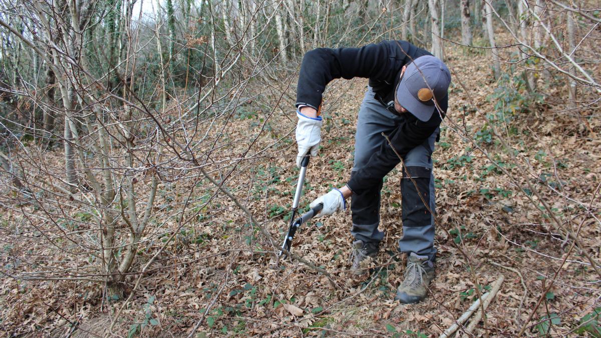 Beñat cortando y recogiendo en invierno las ramas de níspero marcadas en primavera.