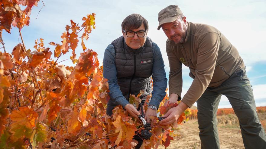 La vendimia manual se mantiene en Rioja Alavesa para asegurar la calidad del vino