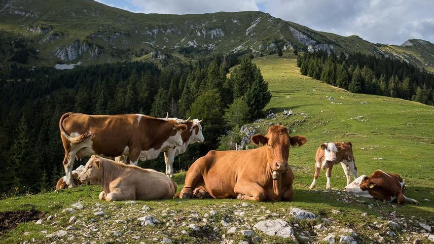 Un plan rural en Elorrio: ordeñar vacas, probar yogur casero y sentirse baserritarra en familia