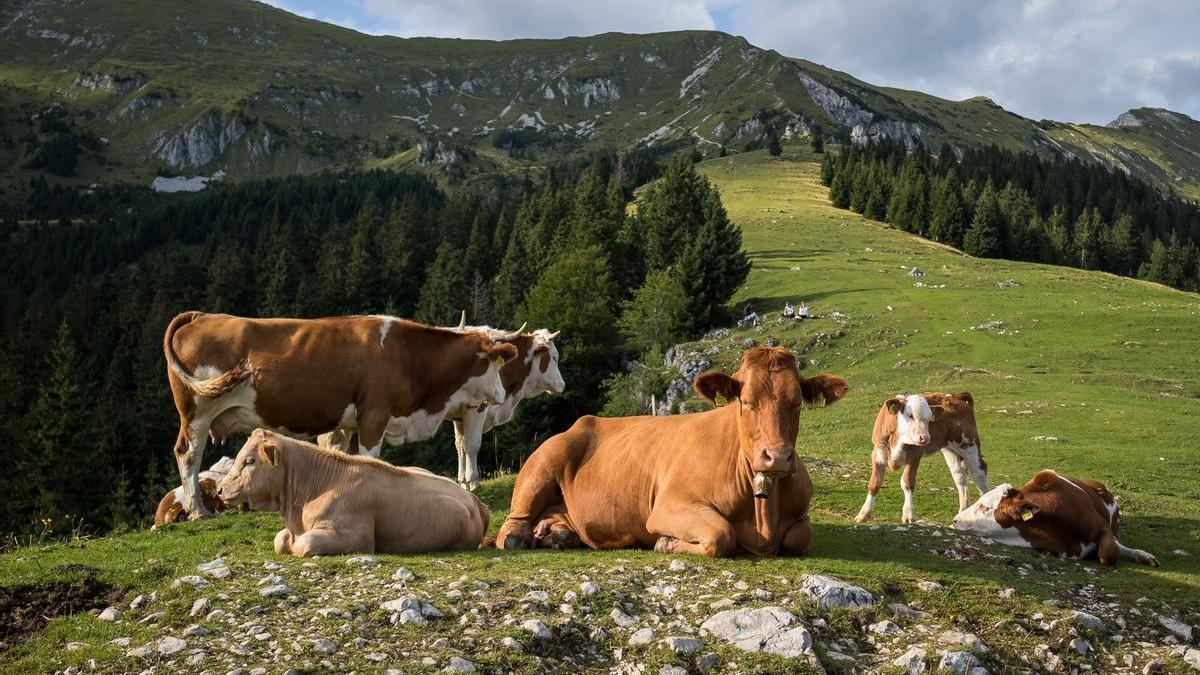 Múltiples vacas en una imagen de archivo.
