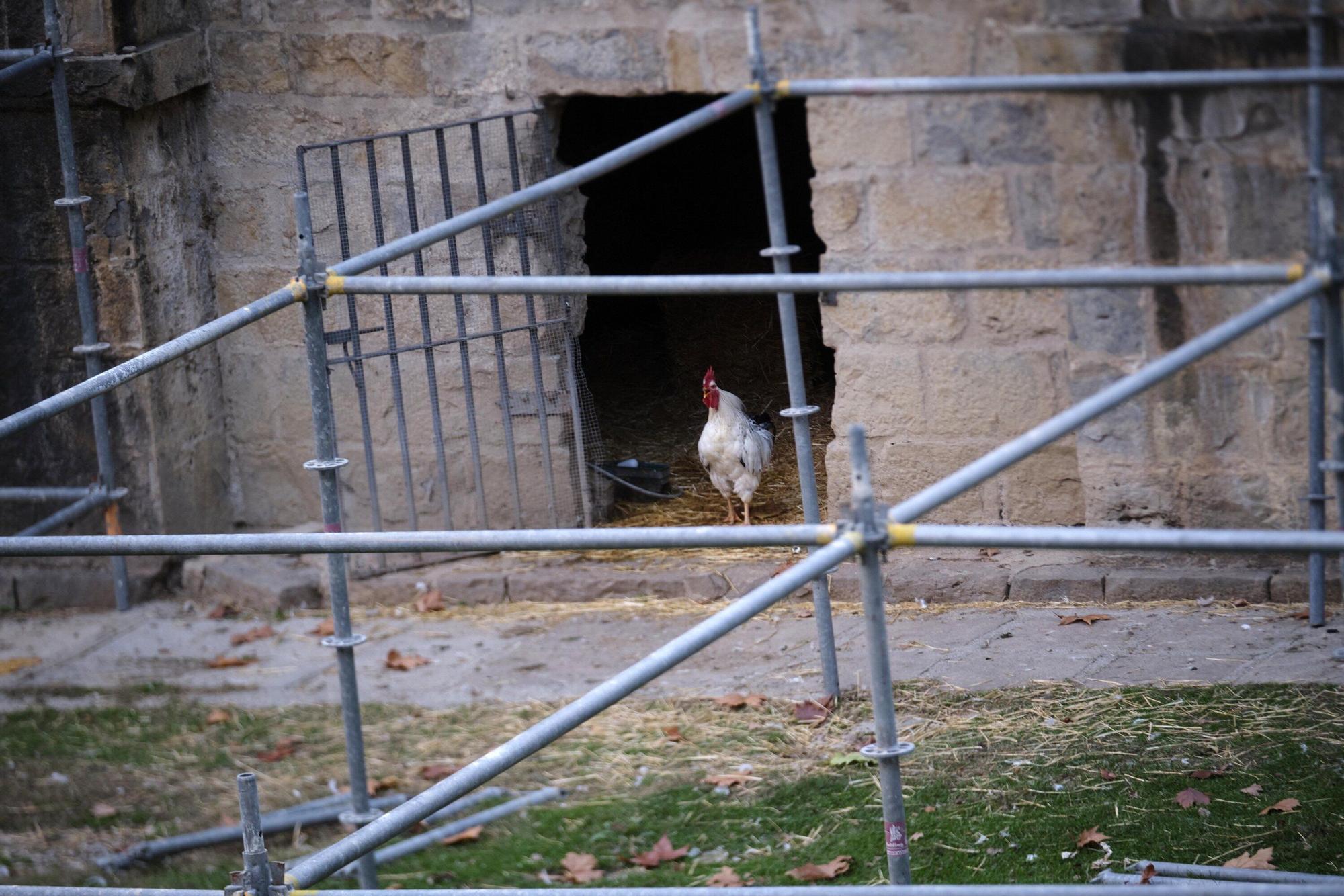EN FOTOS | Estas son las jaulas que prepara el Ayuntamiento para confinar todas las aves de la Taconera
