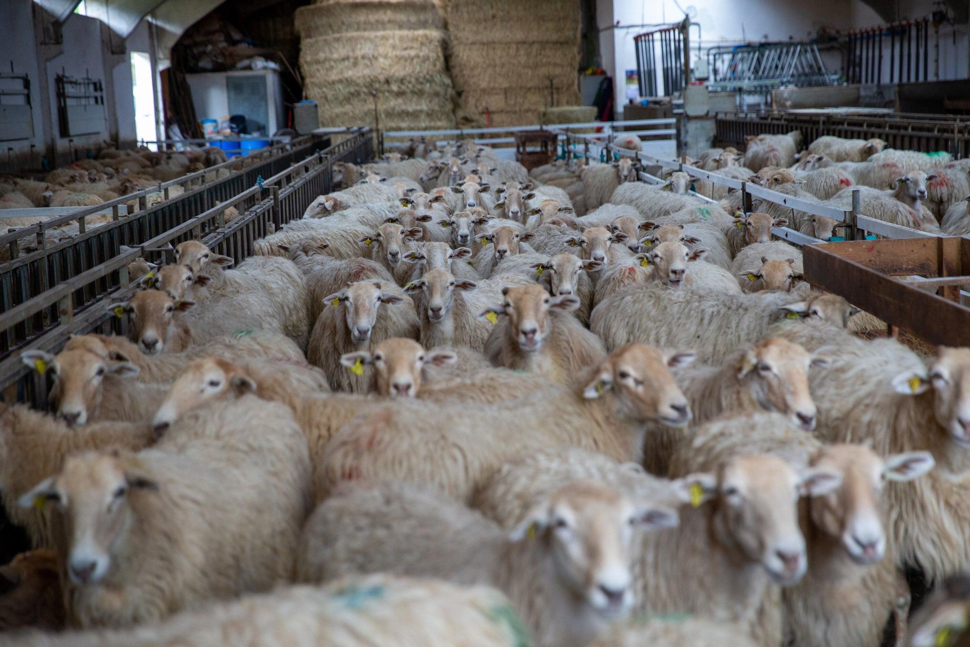 Fotos de la visita a la explotación ganadera de un joven que acaba de instalarse en Gaintza, en el valle de Araitz