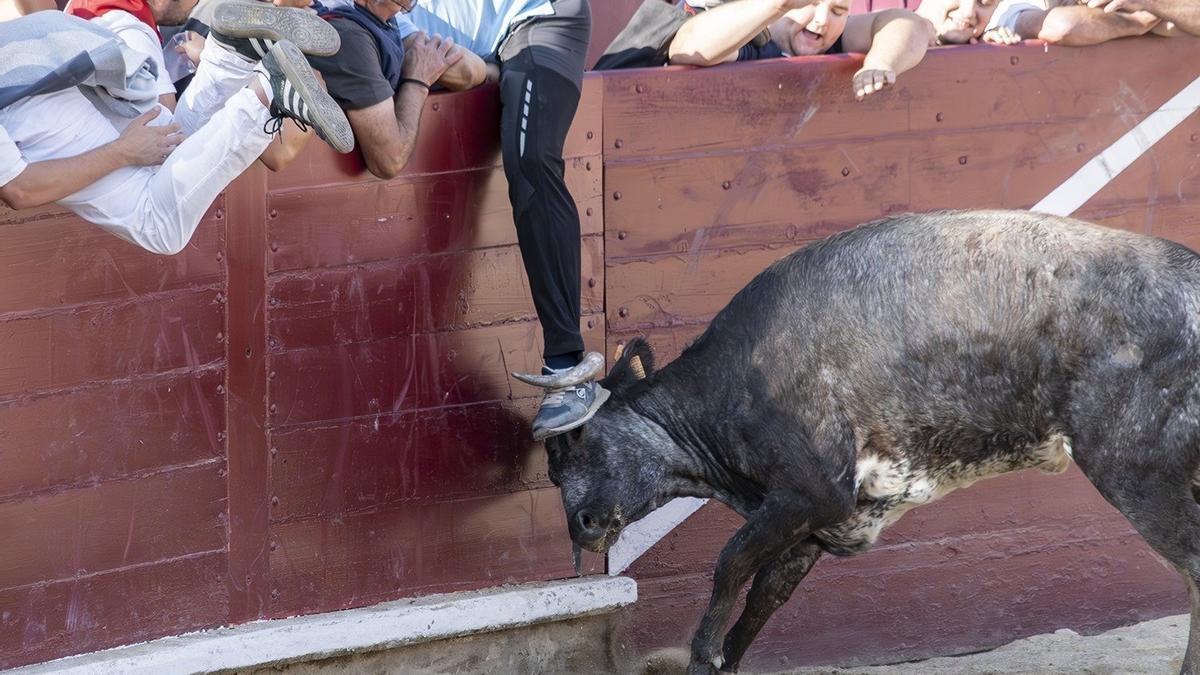 Un joven es atrapado por la vaca a la plaza golpeándose en el pecho y posteriormente sería trasladado.