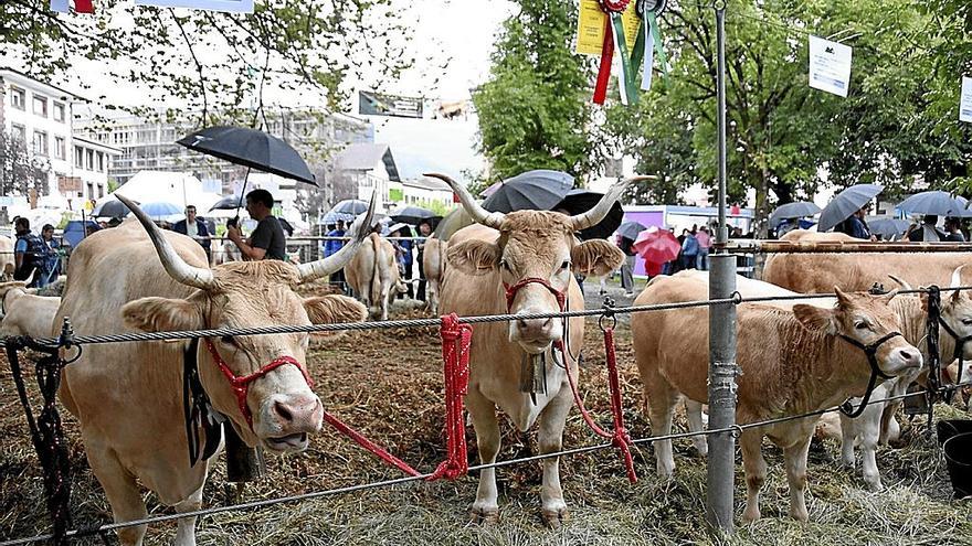 El mejor vacuno pirenaico vuelve a Elizondo el fin de semana