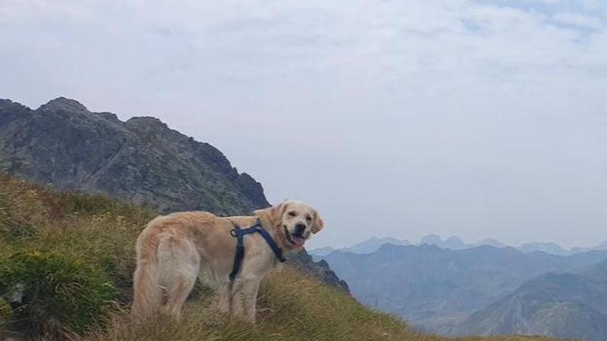 Hallan muerto al segundo perro de la navarra fallecida en Panticosa
