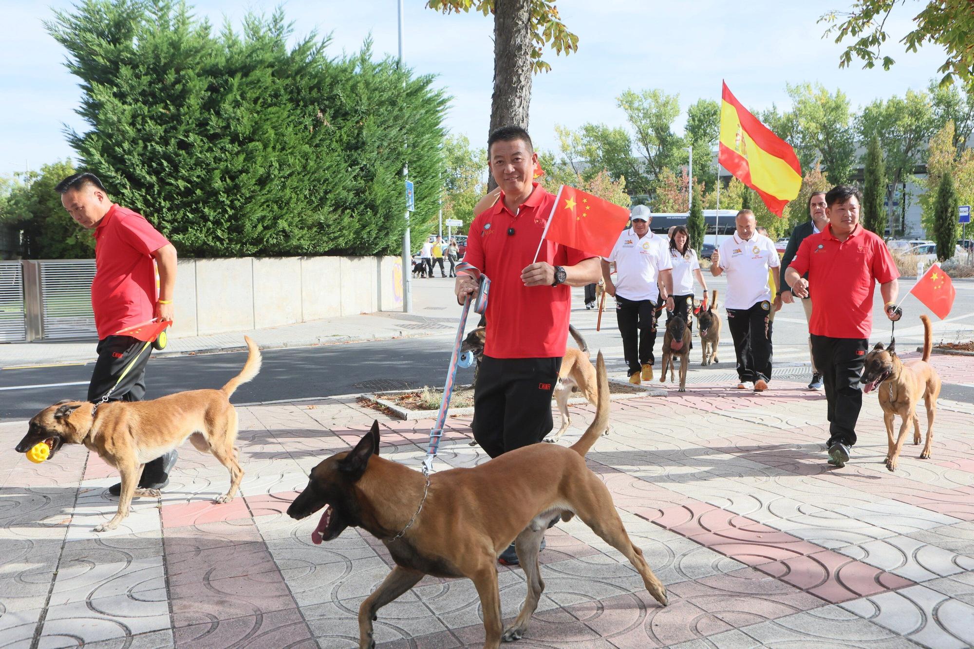 En imágenes: Perros de élite desfilan por Vitoria-Gasteiz por el 'Campeonato Mundial FCI-IGP'