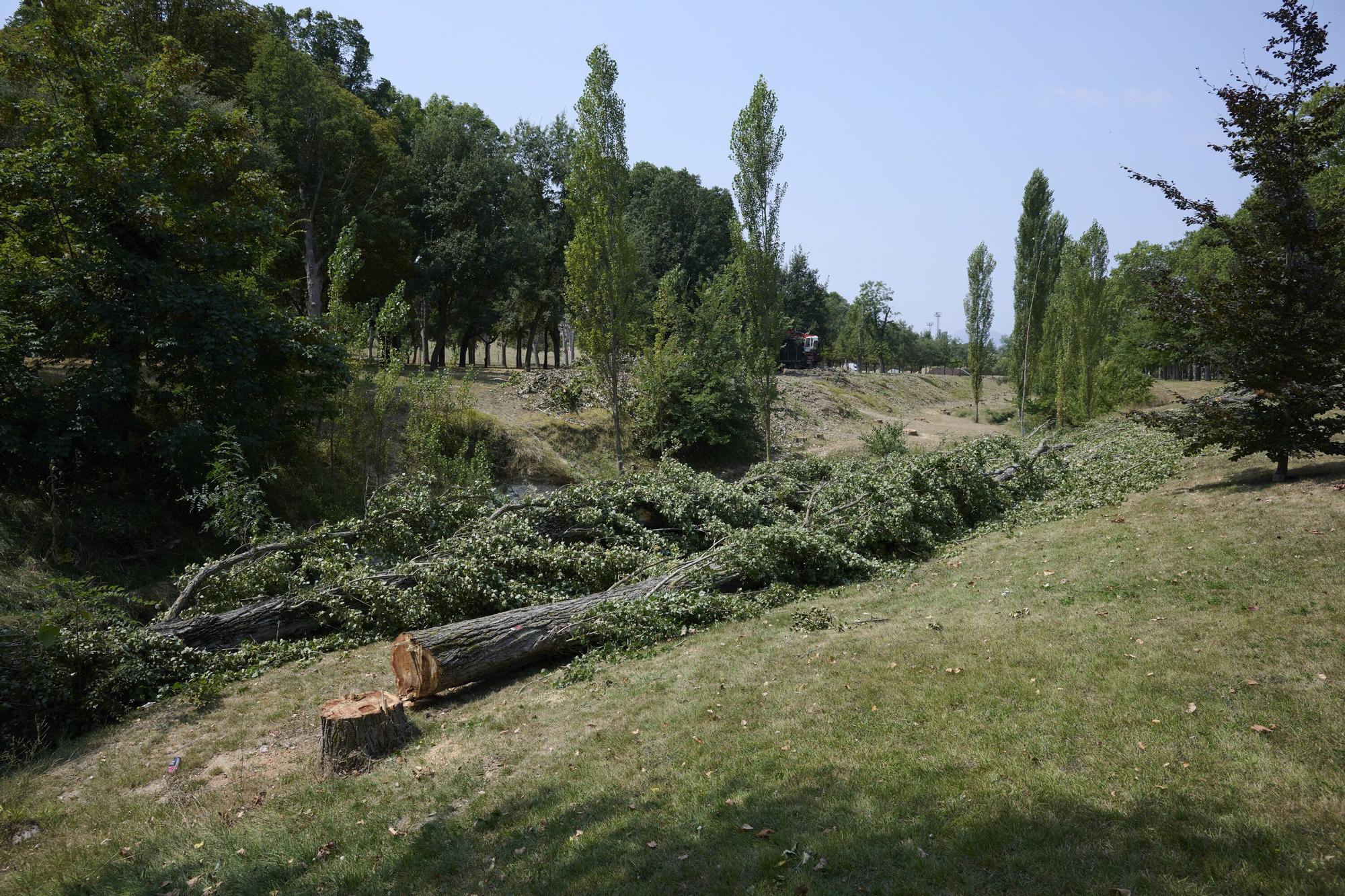 Tala de árboles en la Universidad de Navarra