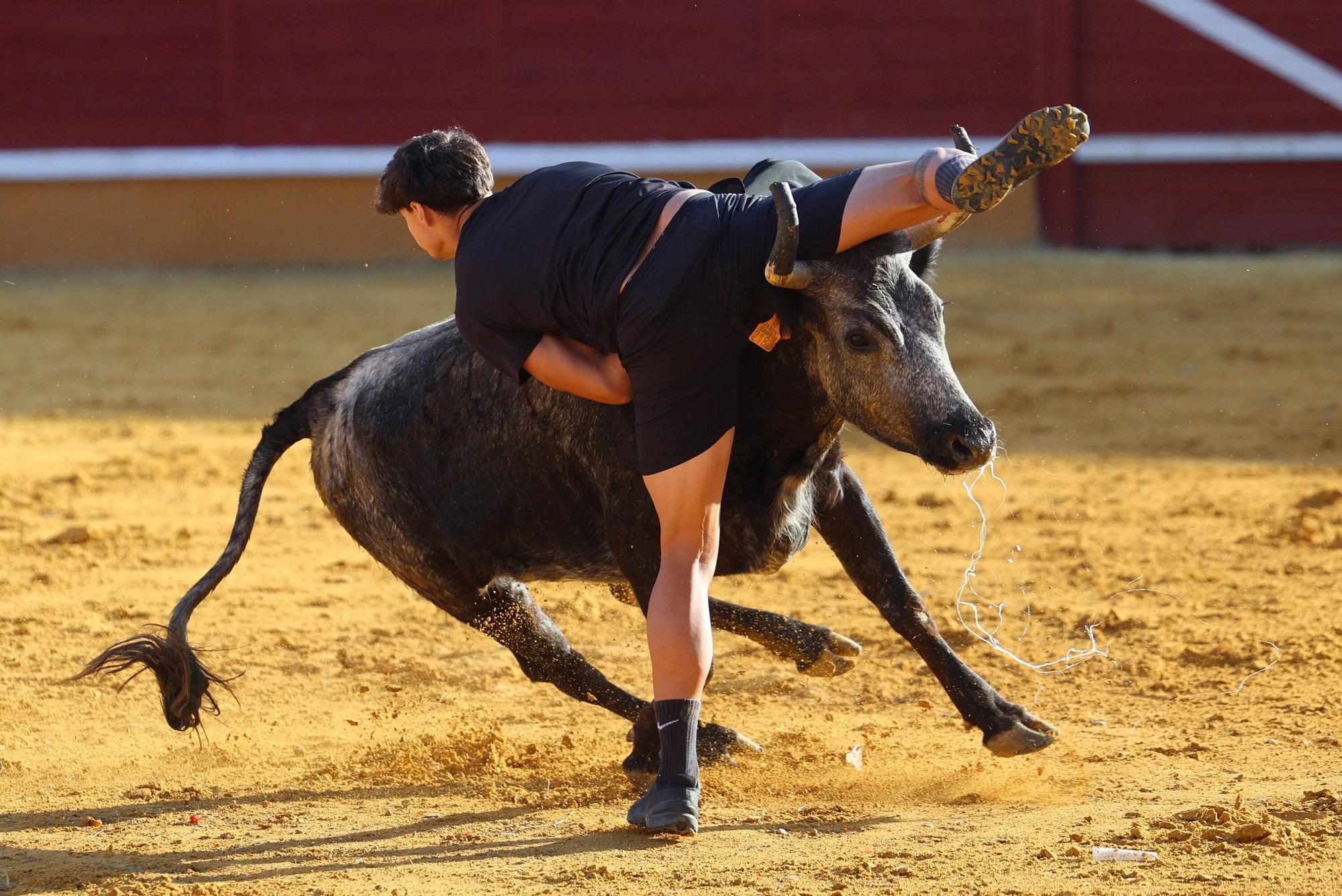 Revolcón de un mozo en las vaquillas de Tudela