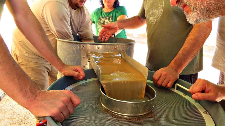 El vino y las semillas que revelan el pasado: Cascante desentierra su historia romana