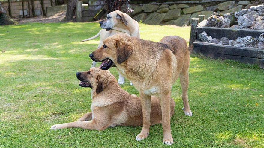 El municipio de Bizkaia con más hoteles para perros
