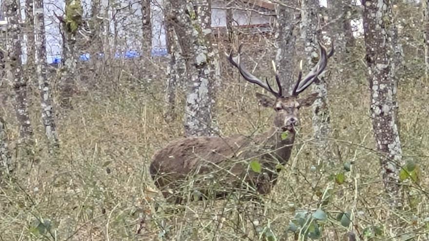 Los ciervos campan a sus anchas en Murgia
