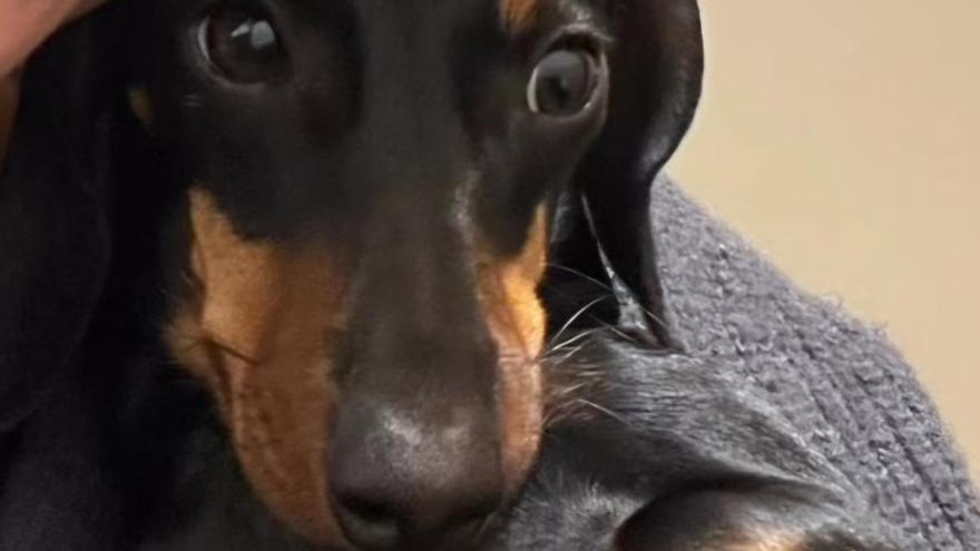 Buscan a una perra desaparecida en Bizkaia