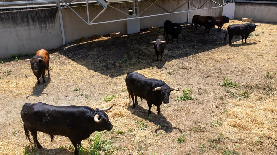La vacunación contra la dermatosis nodular condiciona la gestión de los toros de Sanfermines en Pamplona