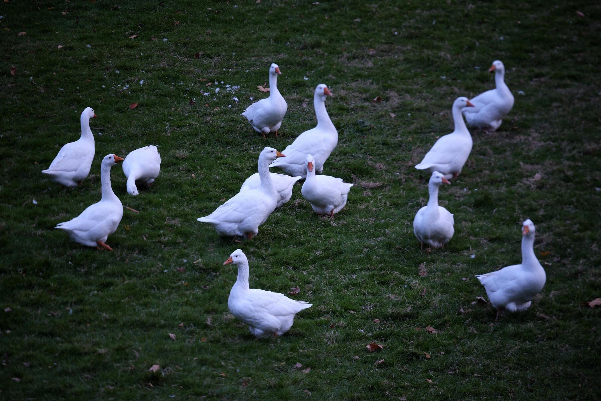 EN FOTOS | Estas son las jaulas que prepara el Ayuntamiento para confinar todas las aves de la Taconera
