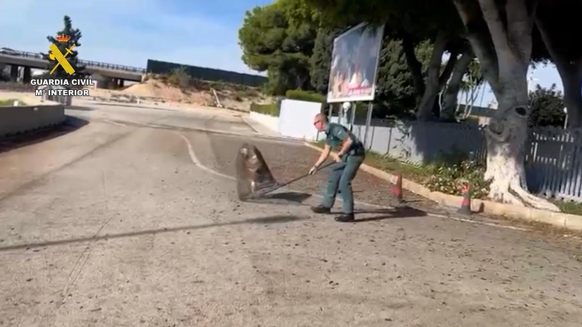 Momento en el que el animal ha sido rescatado de un árbol cercano al aeropuerto.