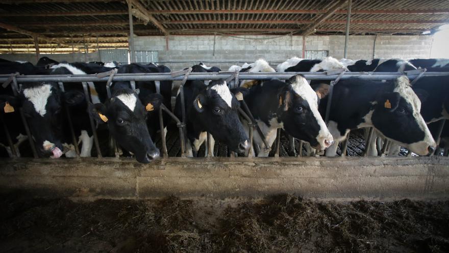 Navarra registra ya 10 vacas muertas por fiebre hemorrágica epizoótica y 129 casos con sintomatología