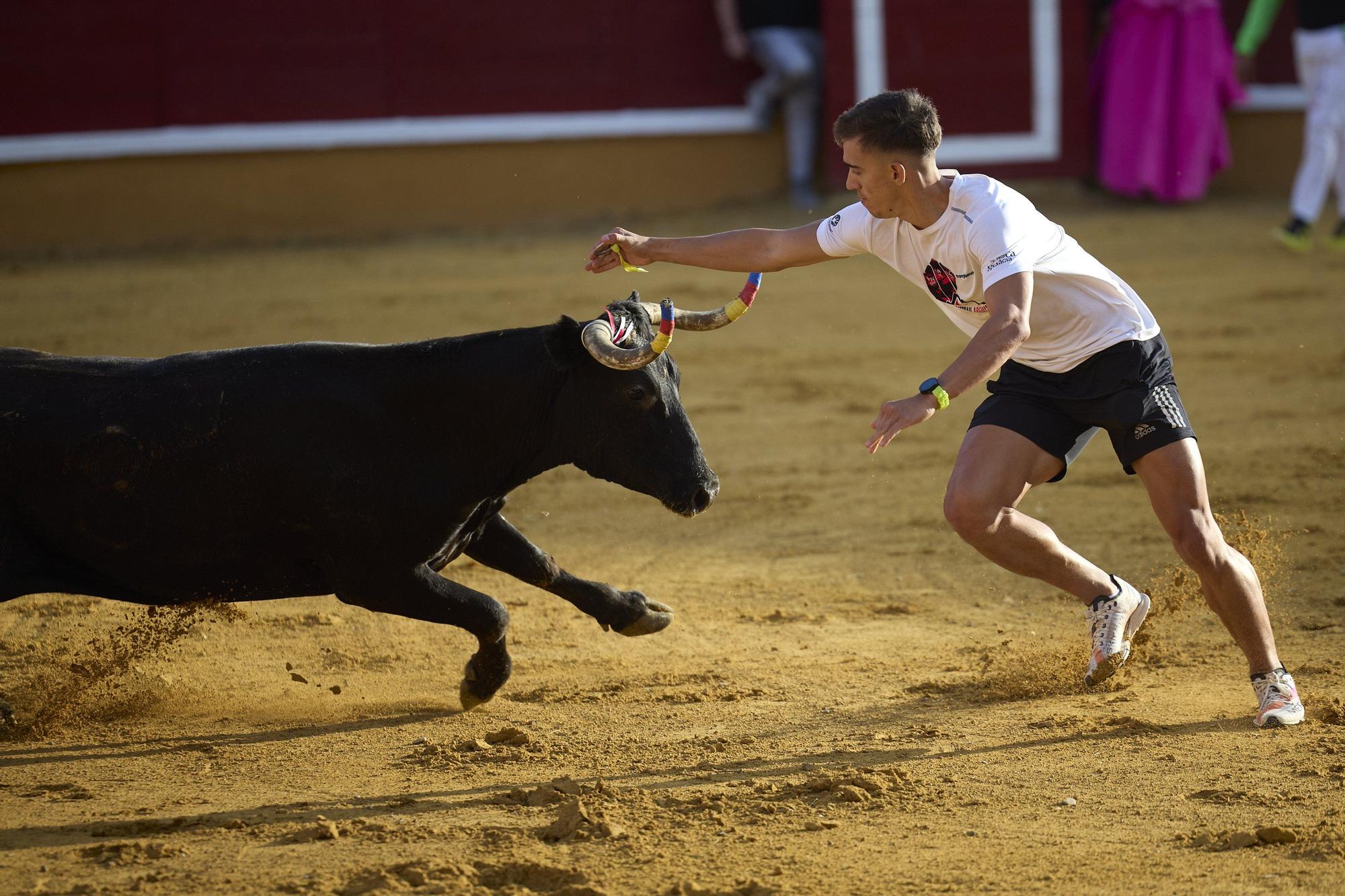 Suelta de vaquillas en las fiestas de Tudela (viernes 25 de julio de 2025)