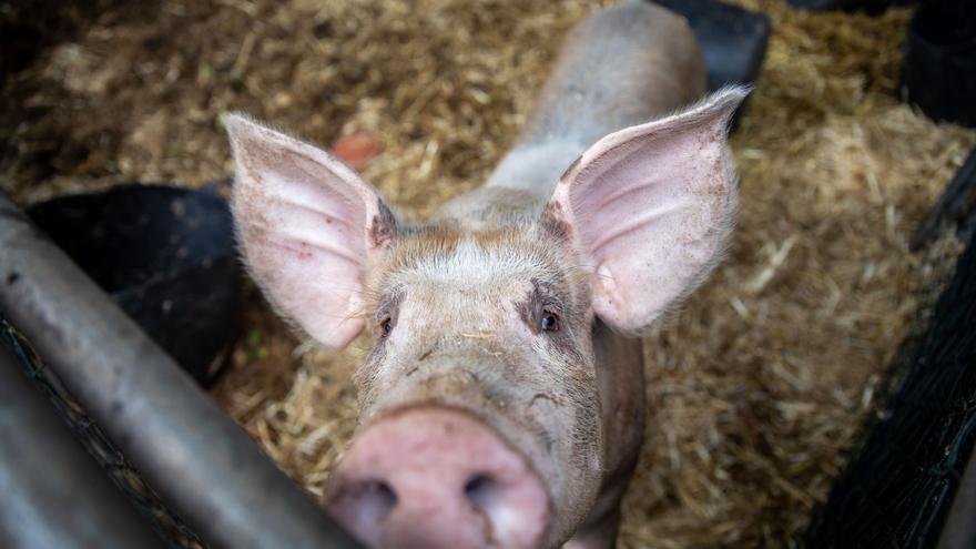 Aumenta la preocupación por la peste porcina africana: ¿qué pasa si como carne de un animal infectado?