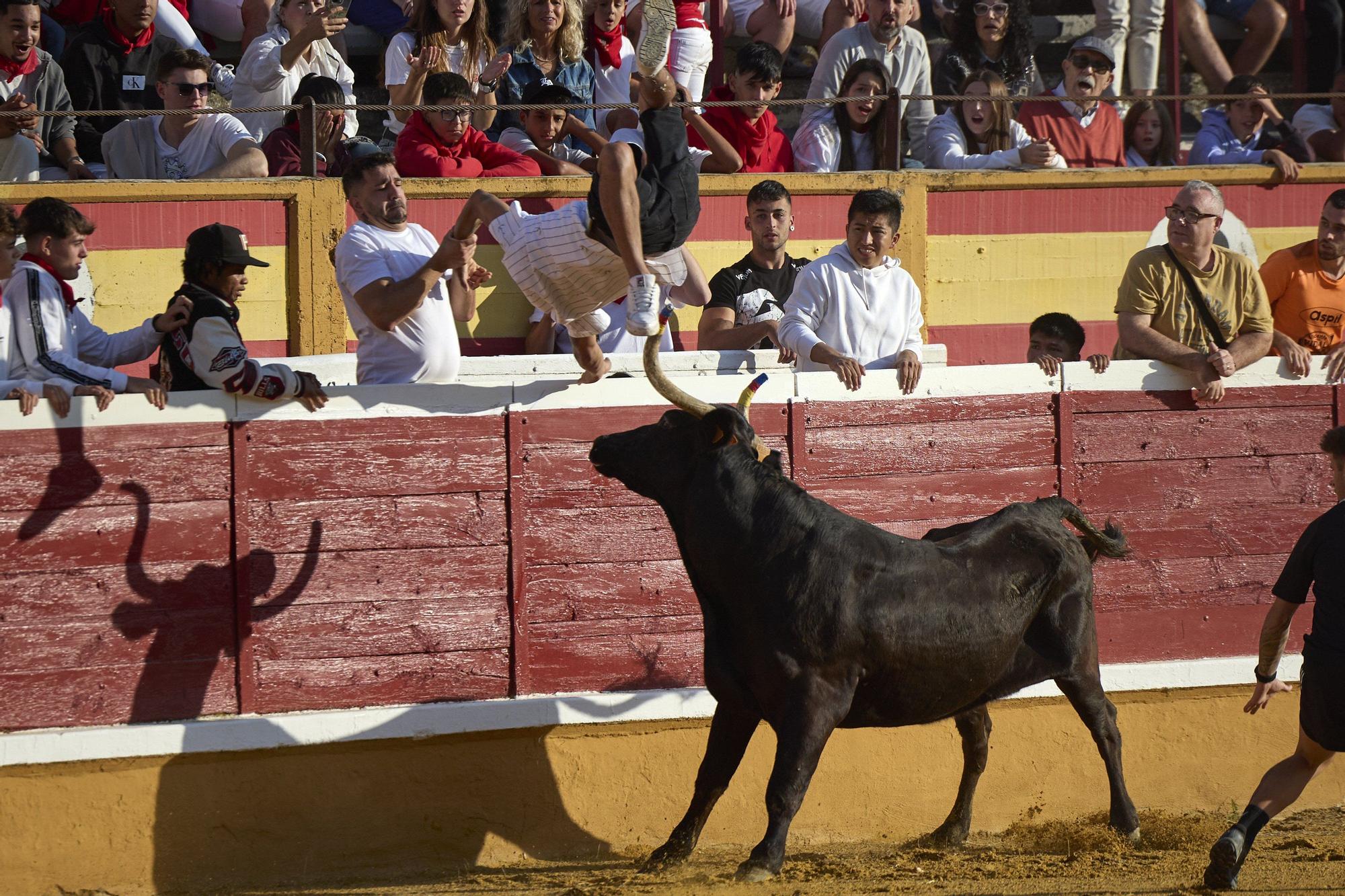 Suelta de vaquillas en las fiestas de Tudela (viernes 25 de julio de 2025)
