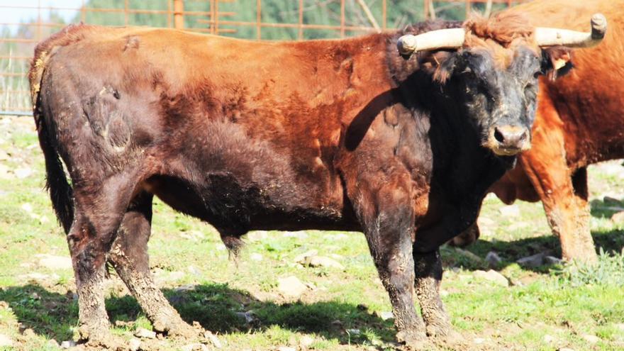 Una de las reses de la ganadería bergaresa Una de las reses de la ganadería bergaresa