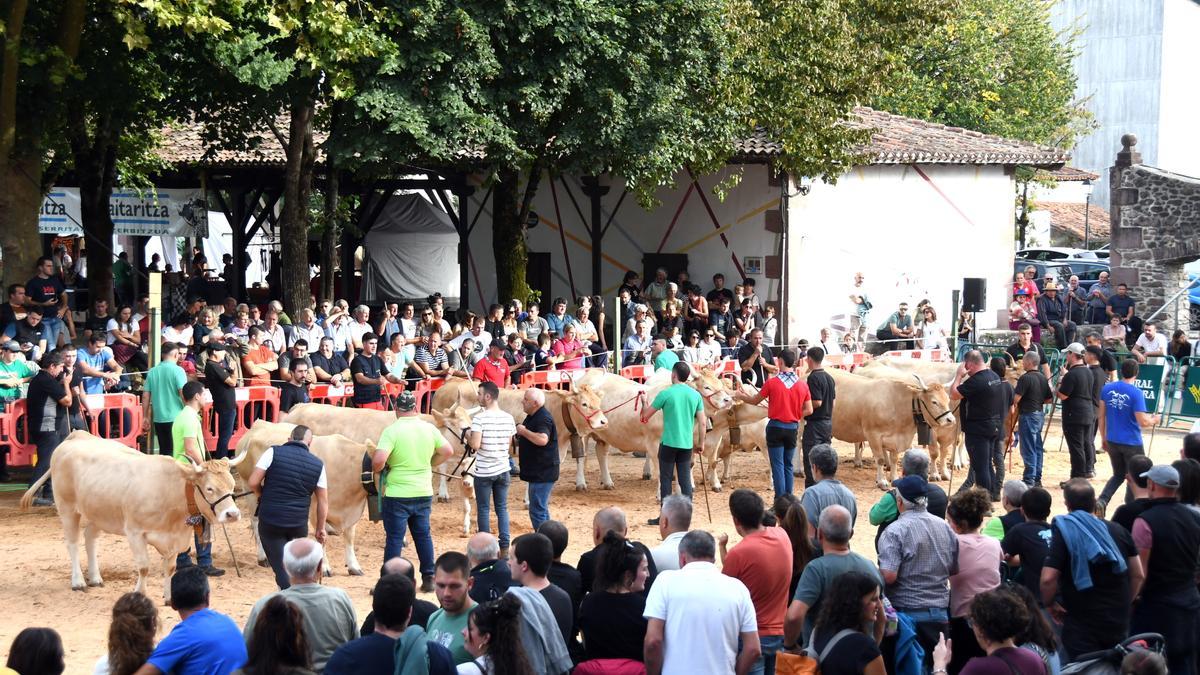 El sábado se celebraron las rondas calificadoras del ganado.
