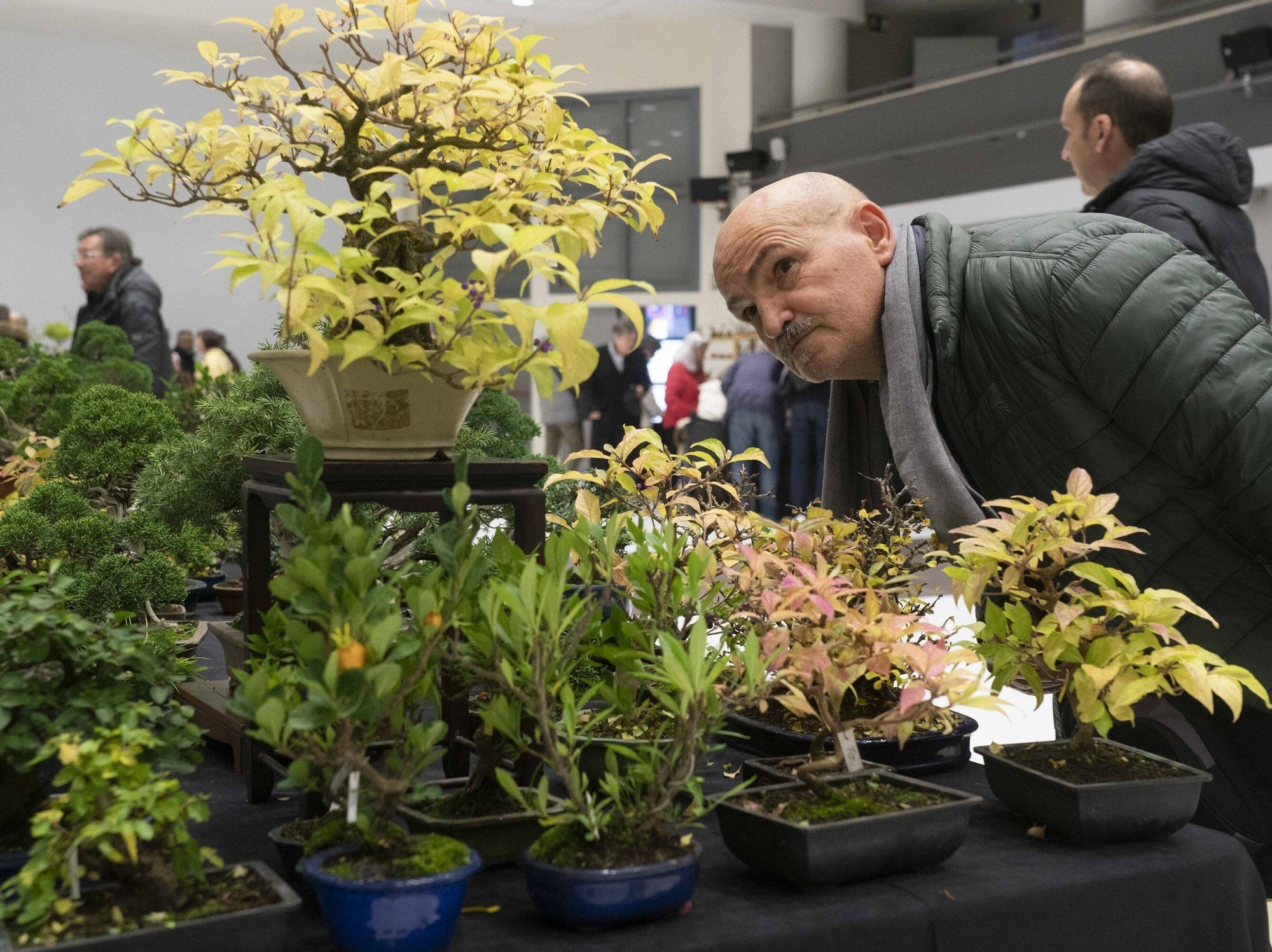 En imágenes: El arte del bonsái llega a Vitoria-Gasteiz