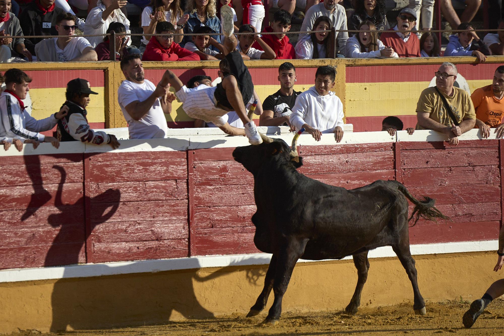 Suelta de vaquillas en las fiestas de Tudela (viernes 25 de julio de 2025)