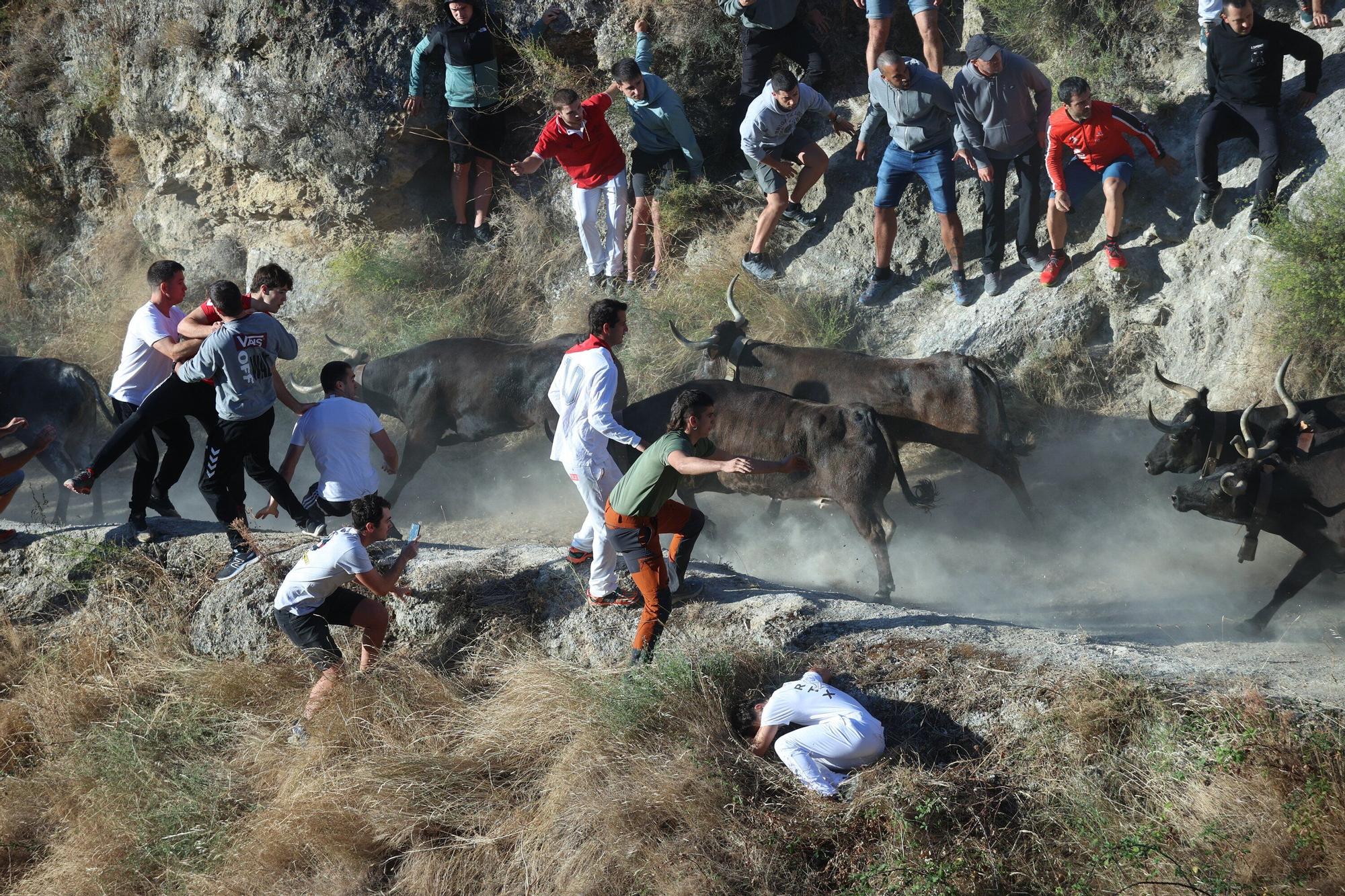 Fotos del penúltimo encierro del Pilón de Falces 2025