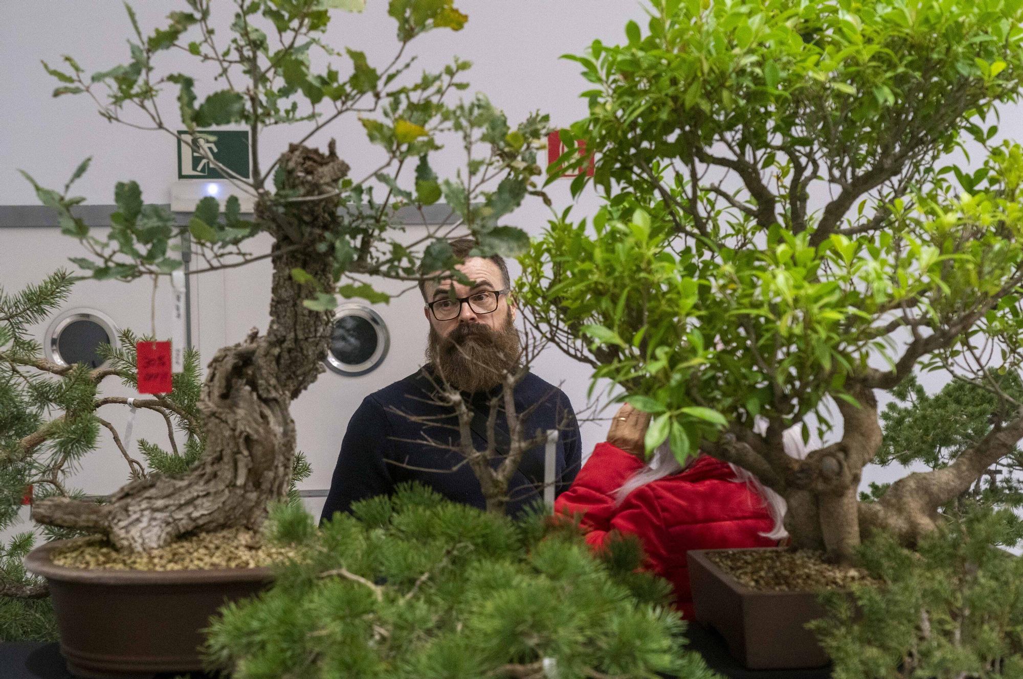 En imágenes: El arte del bonsái llega a Vitoria-Gasteiz