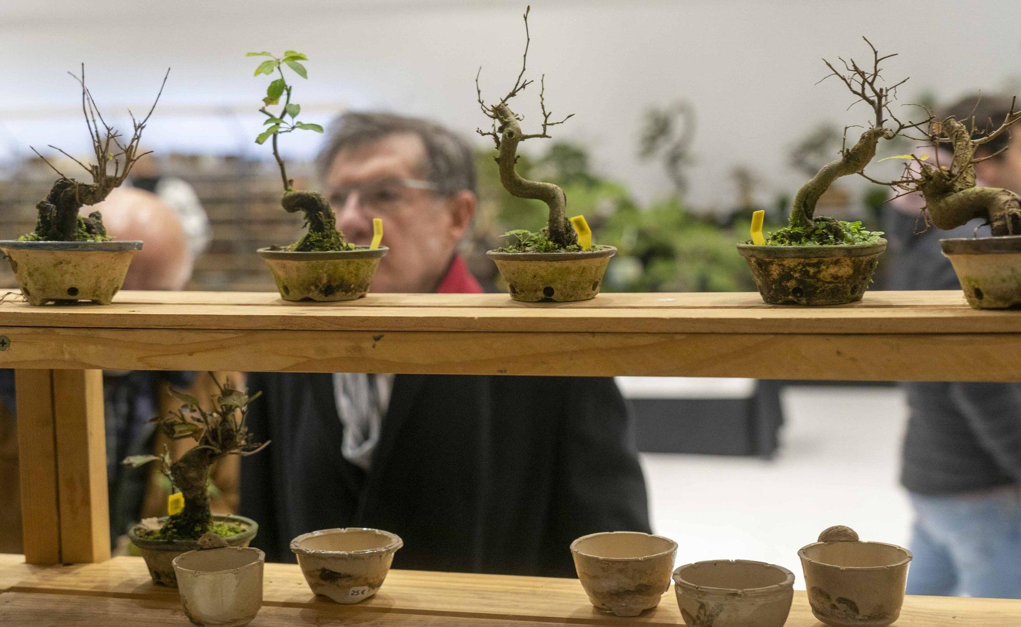 En imágenes: El arte del bonsái llega a Vitoria-Gasteiz