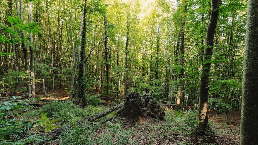 Los bosques europeos absorben menos CO2 y ponen en riesgo los objetivos de la UE