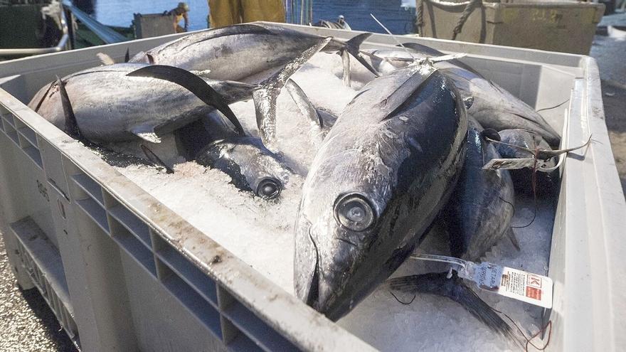 Detenido por estafar a una empresa de Bermeo con la compra de latas de bonito que no pagaba