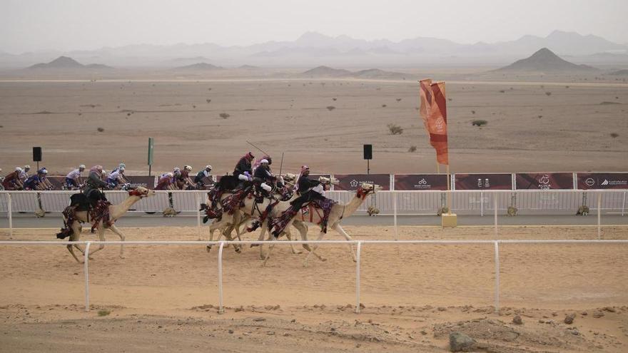 Un gigante entre camellos