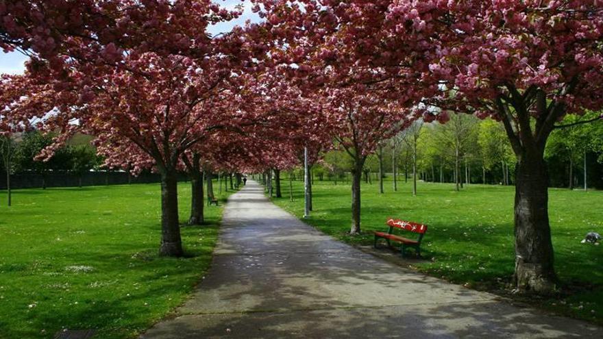 Cerezos japoneses en el parque de Irubide.